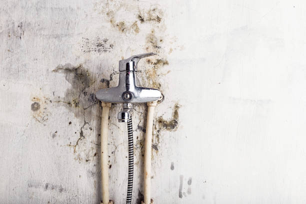 Best Mold Removal Specialists  in Kingstowne, VA