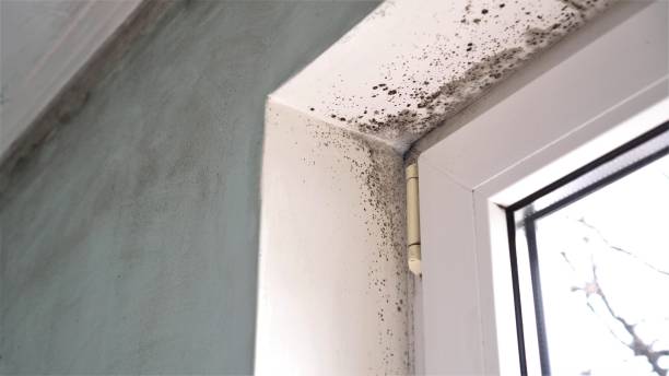 Best Black Mold Removal  in Kingstowne, VA