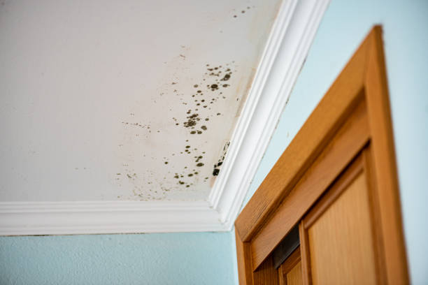 Best Commercial Mold Removal  in Kingstowne, VA