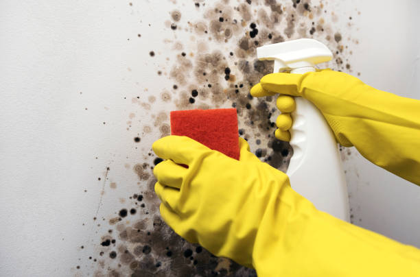 Best Mold Removal and Inspection  in Kingstowne, VA