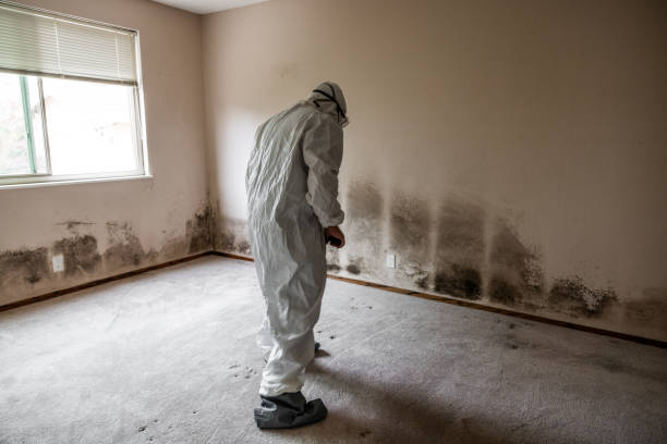Best Mold Damage Repair  in Kingstowne, VA